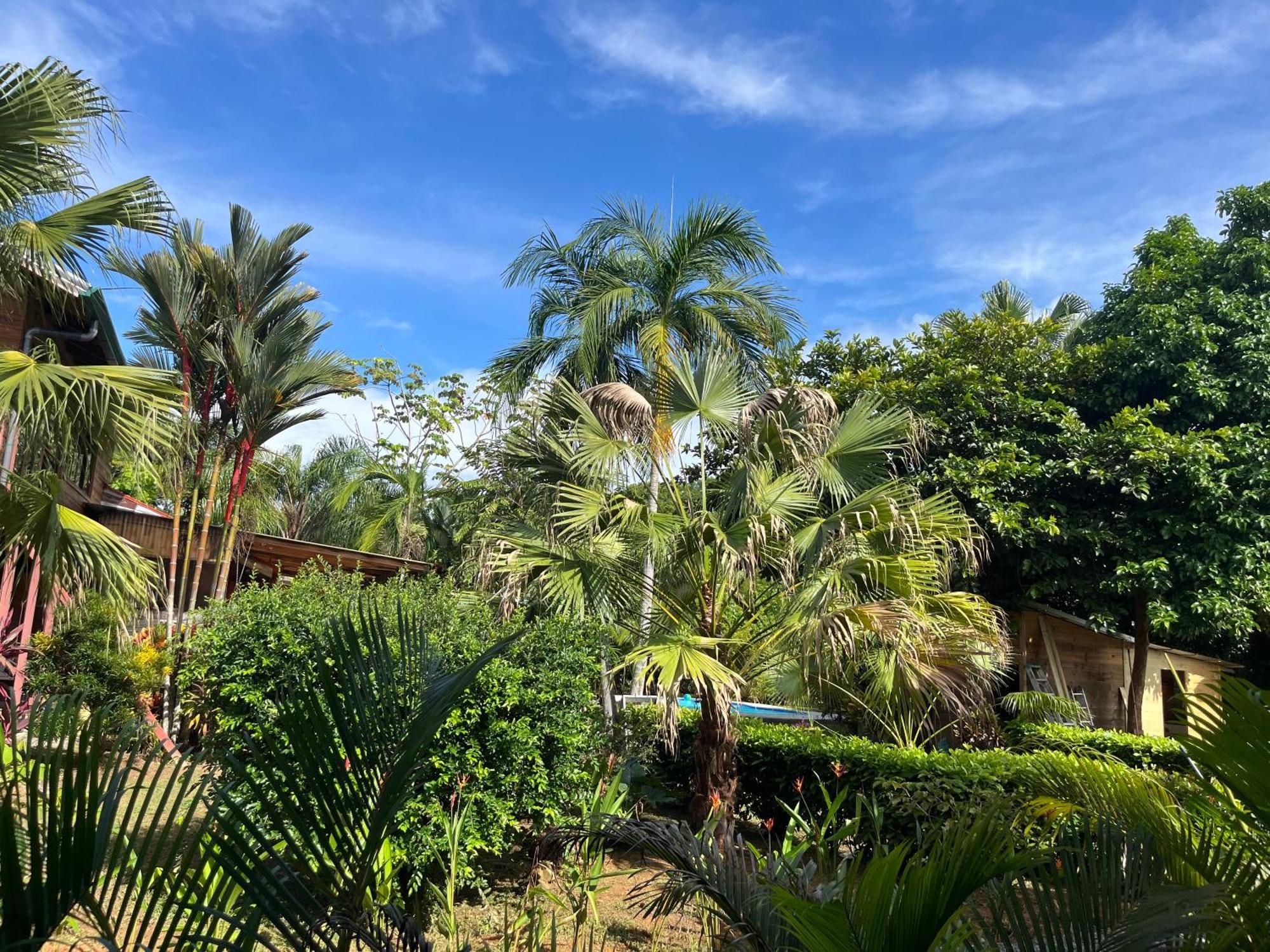 Uvita Oasis Retreat With Villa Cabins And Apartment Eksteriør bilde